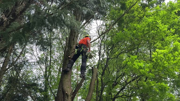 How Our Tree Care Process Works  in Hazen, ND